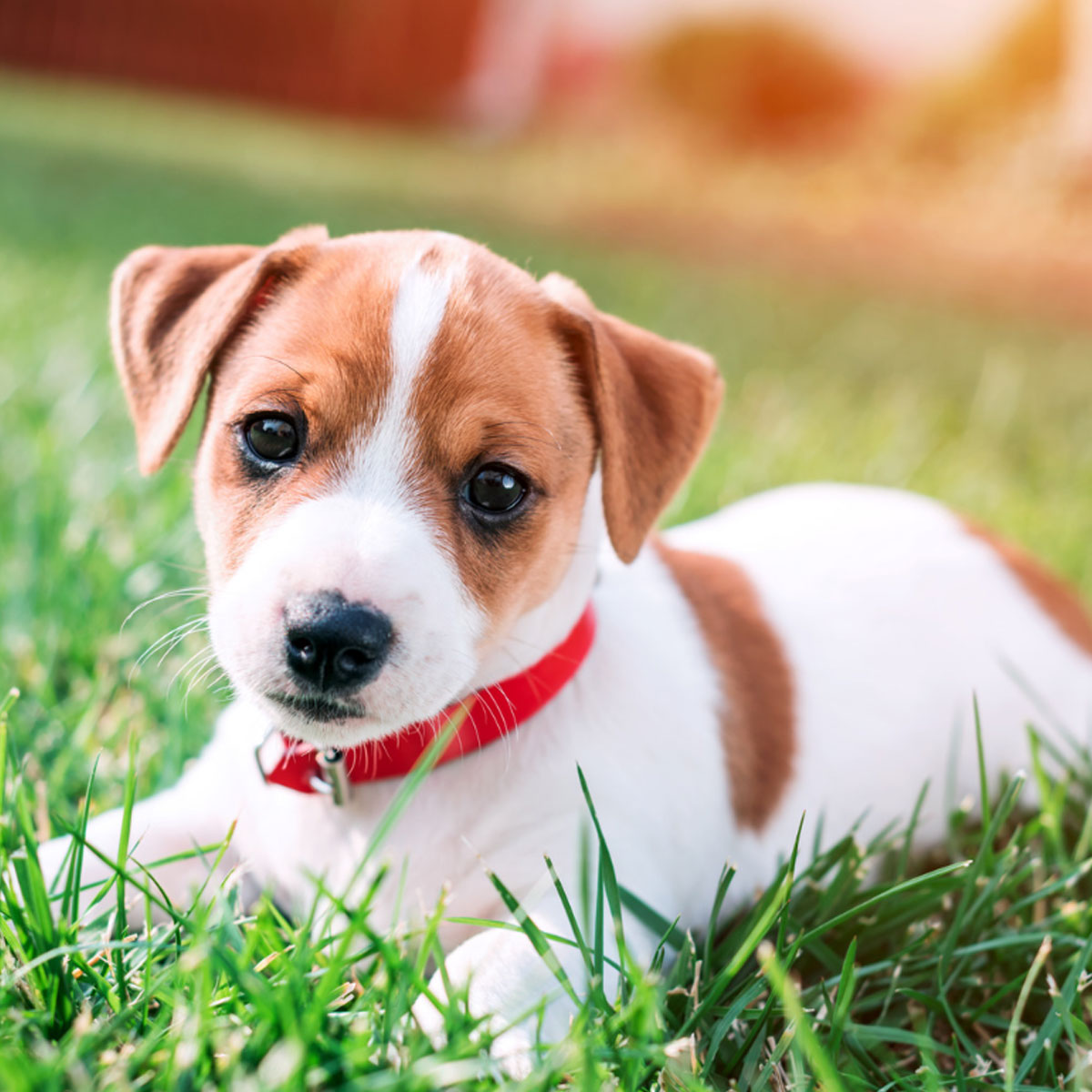 Puppy Preschool - Boondall Veterinary Surgery